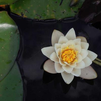 Logo Red Refugios Norte